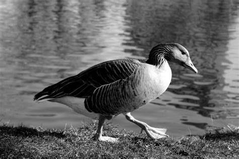Free Images Nature Winter Wing Black And White Lake Animal Pond