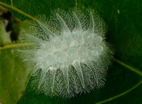 Meet The Caterpillar That Could Pass For A Christmas Ornament Mnn