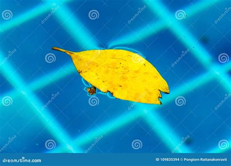 Yellow Leave Float On The Water Stock Photo Image Of Surface Autumn