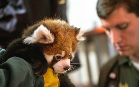 Two Of Lincoln Park Zoos Red Pandas Are Leaving Chicago Forever