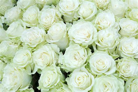 Close Up Of Bright Bunch Of Freshly Cut Big White Roses Stock Photo