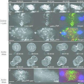 A Model For Anillin Regulation And Function During Cytokinesis