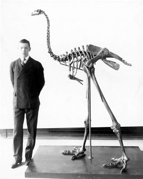Giant Moa Skeleton Nskeleton Of A Giant Moa Dinornis Giganteus An
