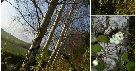 Karen S Nature Photography Birch Trees And Snowberries Photo Collage