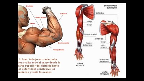 Músculos del antebrazo y de la mano YouTube