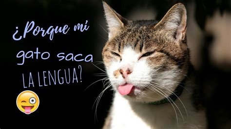 Porque Los Gatos Sacan La Lengua Como Perro - Noticias del Perro