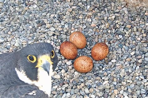 This Saturday Is Hatch Day For Berkeleys Newest Falcon Chicks Berkeley