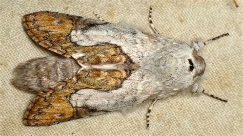Owlet Moth Noctuidae Andreas Kay Flickr