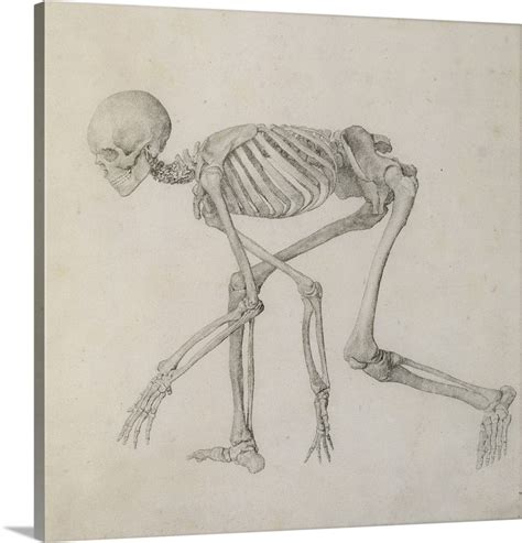 Human Skeleton Lateral View In Crouching Posture Wall Art Canvas