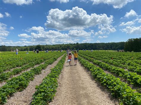 The researchers suspected they'd be more willing to ask sensitive questions if the. Strawberry Picking at Jones Family Farm: What You Need to ...