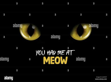 you had me at meow vector 3d realistic yellow or orange glowing cats eyes of a black cat cat