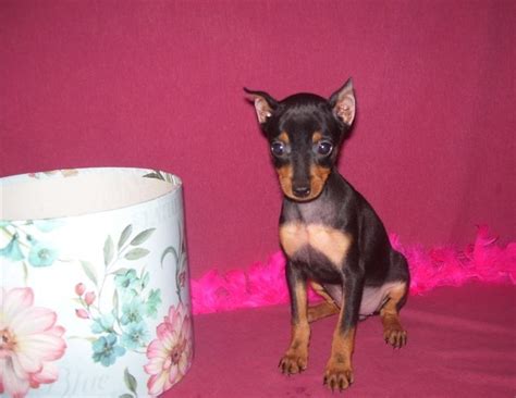 Miniature Pinscher Puppies For Sale | Irving, TX #261447