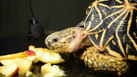 What Do Eastern Box Turtles Eat