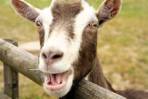 Goat Laughing