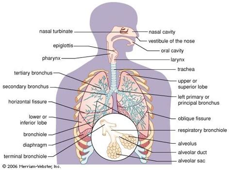 Components Of The Human Respiratory System Britannica