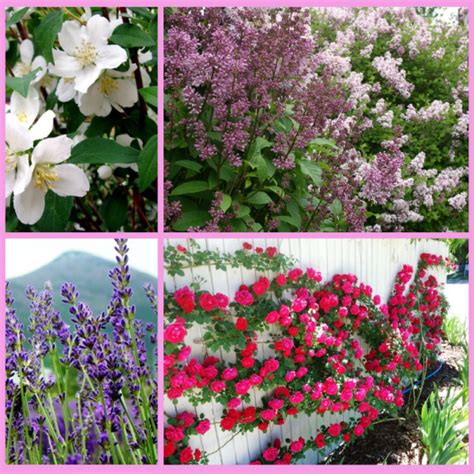 Best Fragrant Shrubs For Mountain Gardens Watters Garden Center