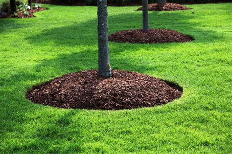 Which is best to maintain my acidic soil? Massachusetts Bark Mulch, Topsoil and Stone Landscaping ...