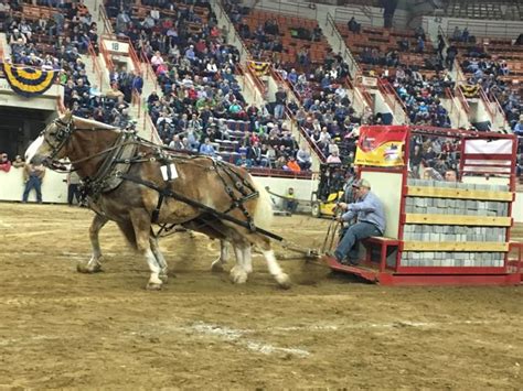 Brothers Pull In Top Honors At Farm Shows Draft Horse Pulling Contest