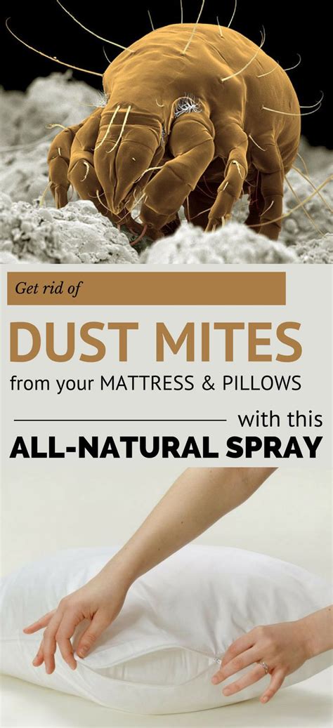 Get Rid Of Dust Mites From Your Mattress And Pillows With This All
