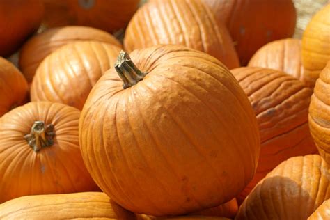 Pumpkins Free Photo Download Freeimages