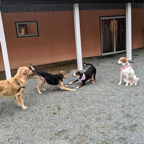 Doggie Spa & Day Care, Inc. - The best vacation for your dog!