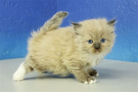 Maria Seal Mitted Mink Female Ragdoll Kitten With