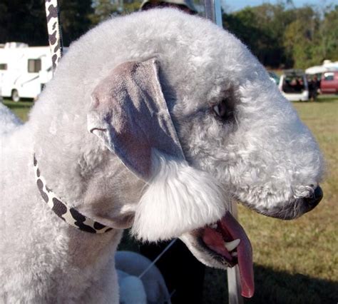 The Weirdestfunniest Dog Breed Dogs Fanpop