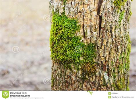 Bright Green Moss On Tree Trunk Stock Photo Image Of Color Design