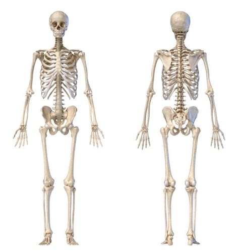 Skeleton Stock Photos Pictures And Royalty Free Images Istock