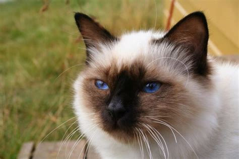 Heilige Birmaan 10 Leuke Weetjes Over Dit Kattenras Katmundo