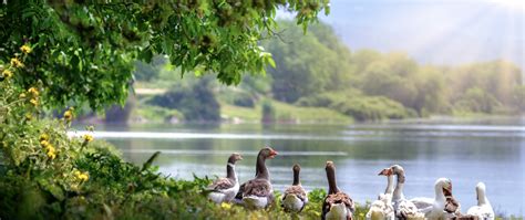 2560x1080 Wild Geese 2560x1080 Resolution Hd 4k Wallpapers Images