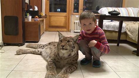 Russian Father Keeps A Lynx In His Flat With Son And Is Filmed Petting
