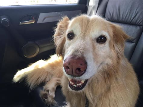 There are often many great siameses for adoption at local animal shelters or rescues. Golden Retriever dog for Adoption in FORT WORTH, TX. ADN ...