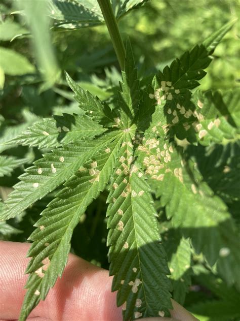 Is This Insect Damage On My Outdoor Grow Thcfarmer Cannabis