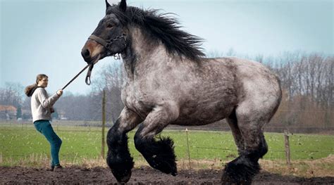 Top 10 Best Horse Breeds In The World Still Buddy