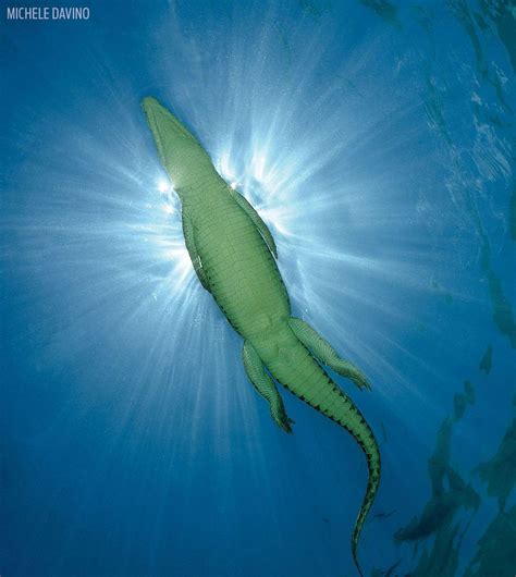 Crocodile From Below In Papua New Guinea Deadly Animals Dangerous