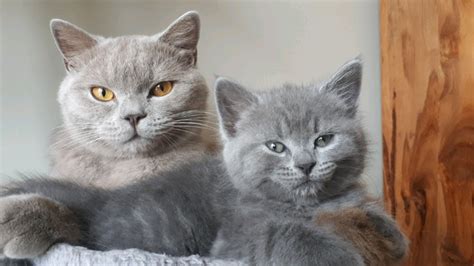 British Shorthair And Russian Blue Cross Kittens In Radcliffe
