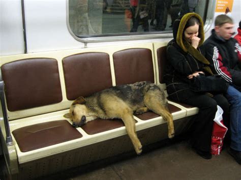 Os Cães Do Metrô De Moscou 6 Fotos Mdig