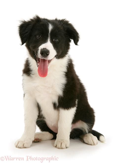 They will likely be somewhere in between, and will not shed as much as border collies do. Dog: Black-and-white Border Collie pup photo WP20489