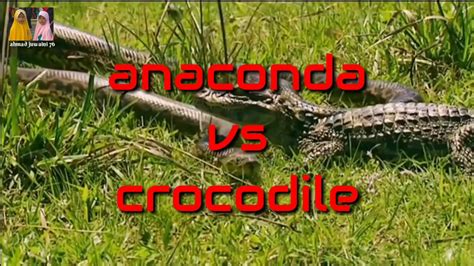 Anaconda Vs Crocodile Youtube