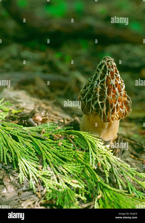 Wrinkled Thimble Cap Mushroom Verpa Bohemica Morel Type Mushroom