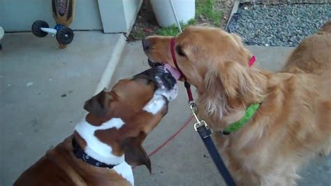 Dogs Making Out Youtube