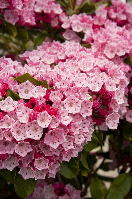 Olympic Fire Mountain Laurel