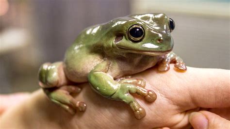 Beginner's Guide to Keeping Frogs as Pets - Frog Pets