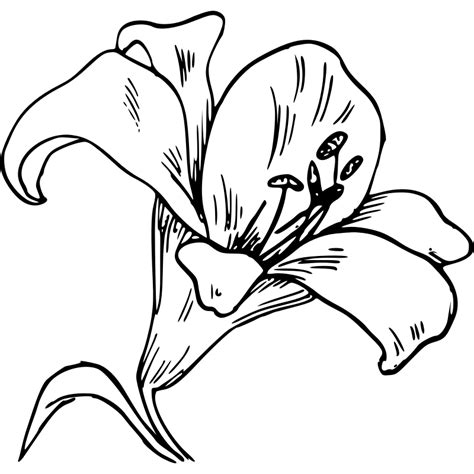 Download black flower outline images and photos. Lily Flower Outline - Coloring Home
