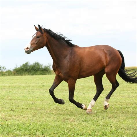 Brown Horse Running Images Search Images On Everypixel