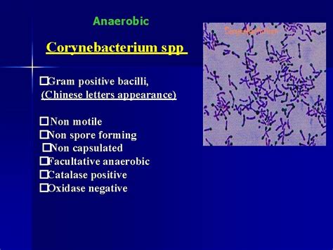 Anaerobic Corynebacterium Spp Gram Positive Bacilli Chinese Letters