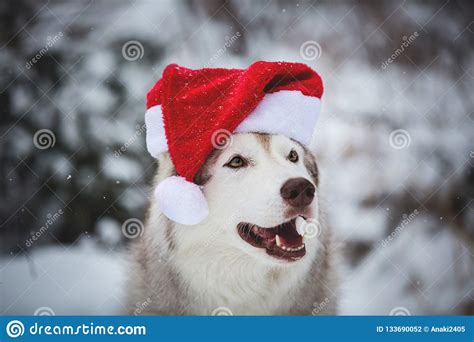 Profile Portrait Of Cute Siberian Husky Dog Wearing Santa