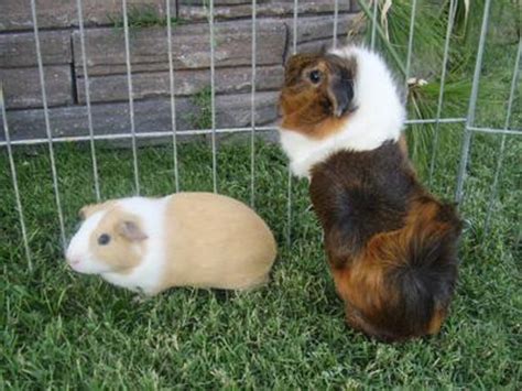All About Abyssinian Guinea Pigs