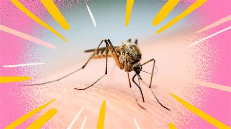 Busting Myths About Preventing And Treating Mosquito Bites Abc Everyday
